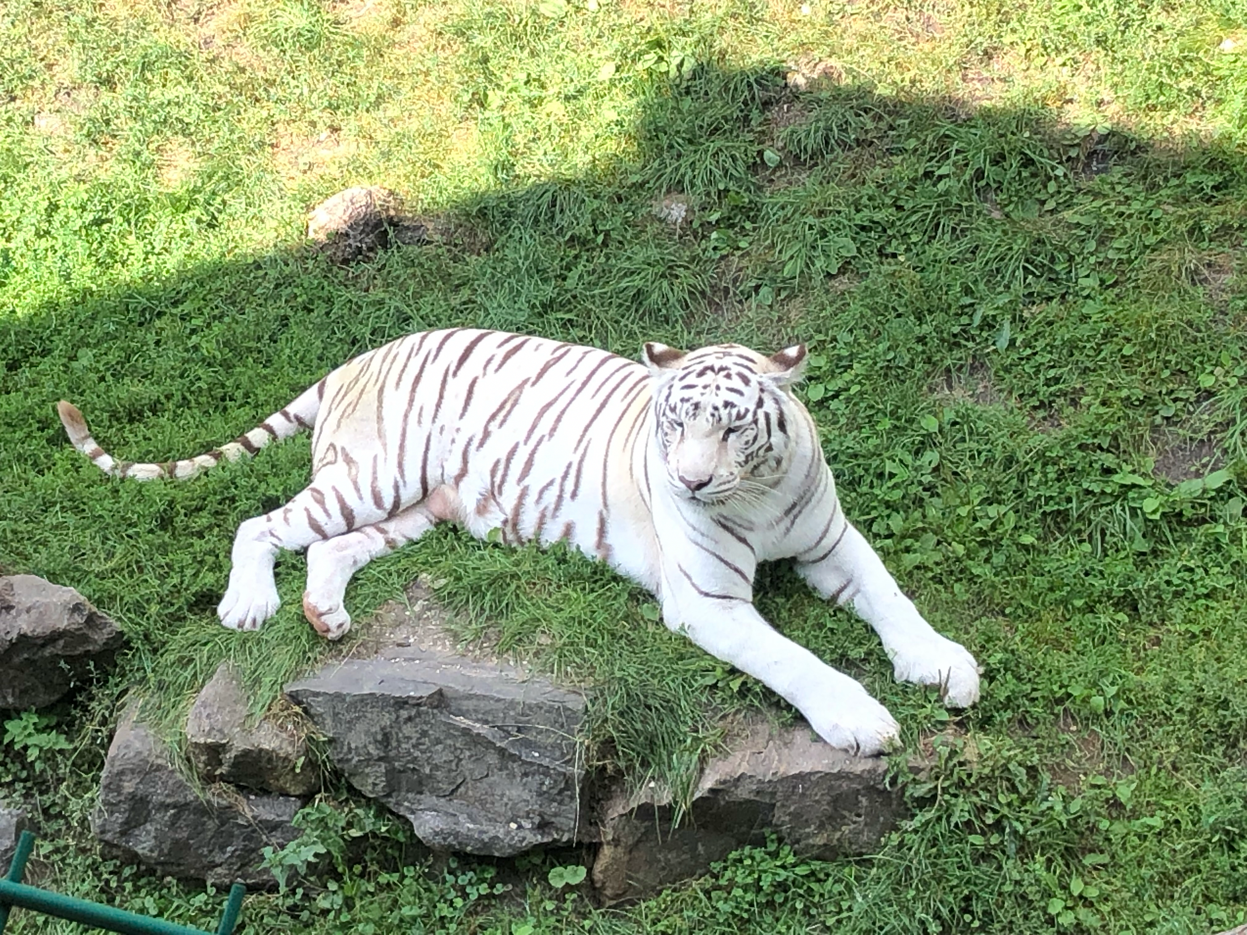Stego-Lab Demo-Trägerbild — Weißer Tiger / Schwarze Katze